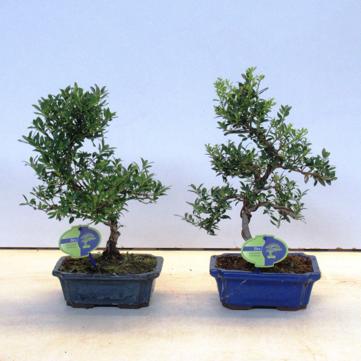 Ilex crenata 35cm 19cm Pot