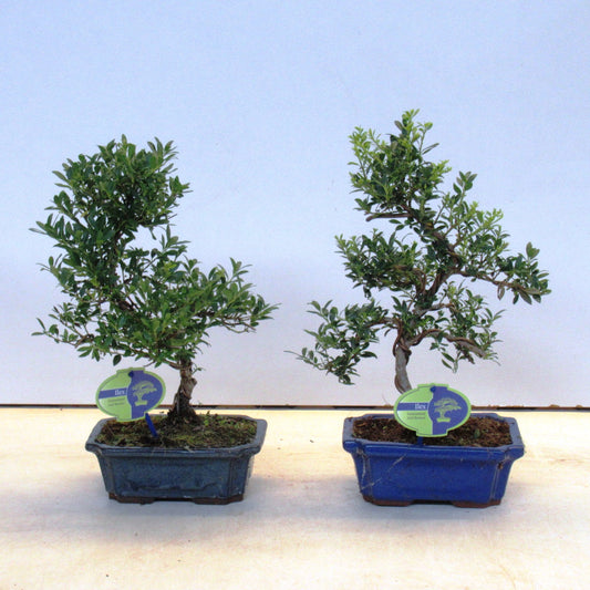Ilex crenata 35cm 19cm Pot
