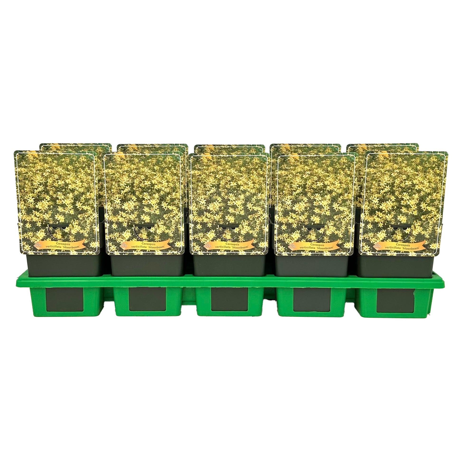 coreopsis-vert-moonbeam-25cm-11cm-pot