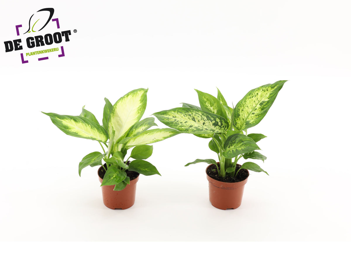 Dieffenbachia mix 25cm 9cm Pot