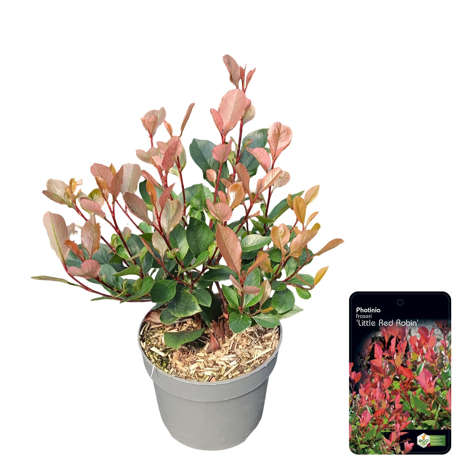 Photinia Little Red Robin 25cm 17cm Pot
