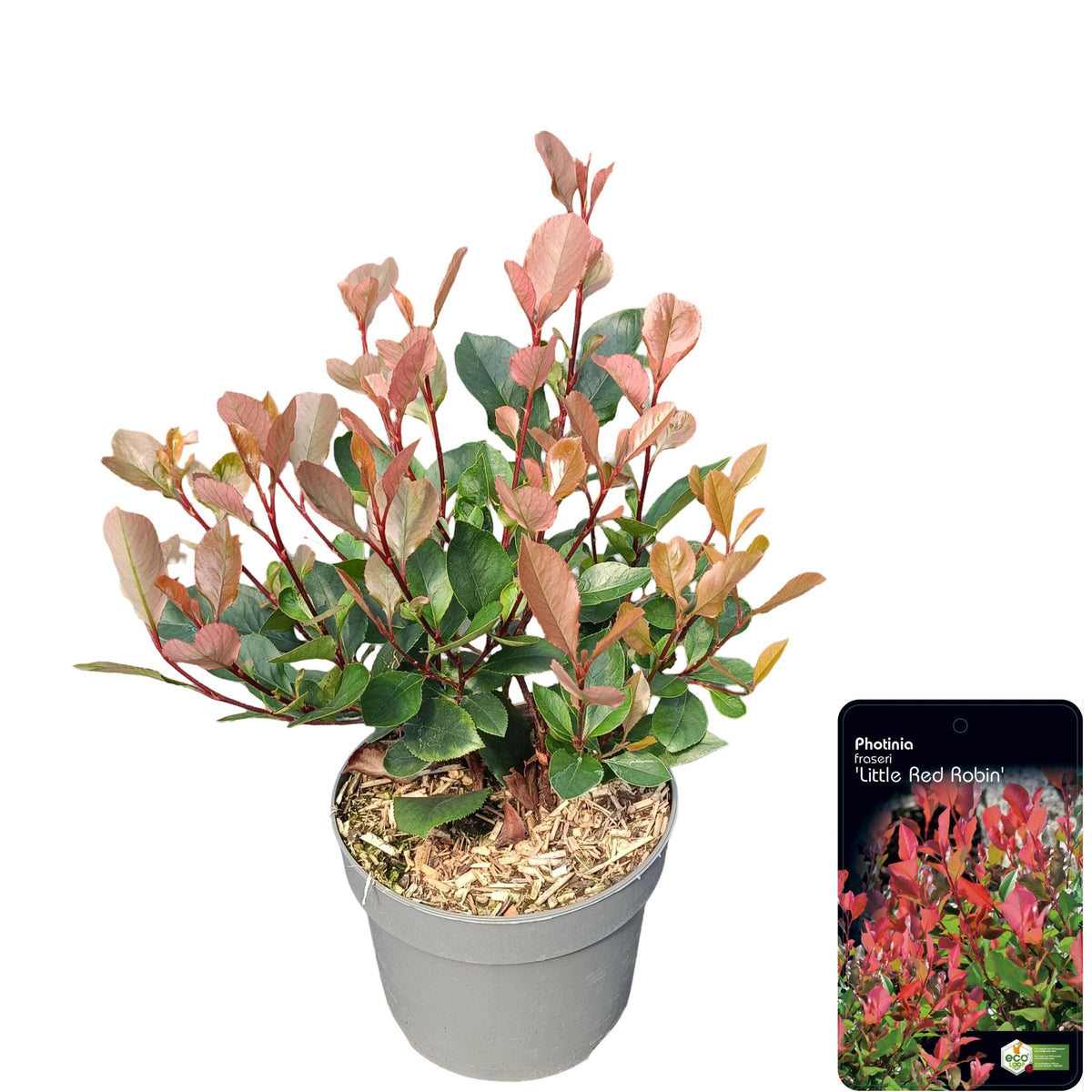 Photinia Little Red Robin 25cm 17cm Pot