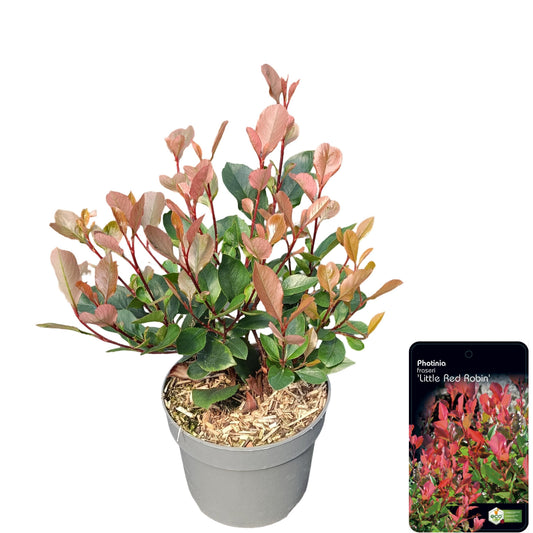 Photinia Little Red Robin 25cm 17cm Pot