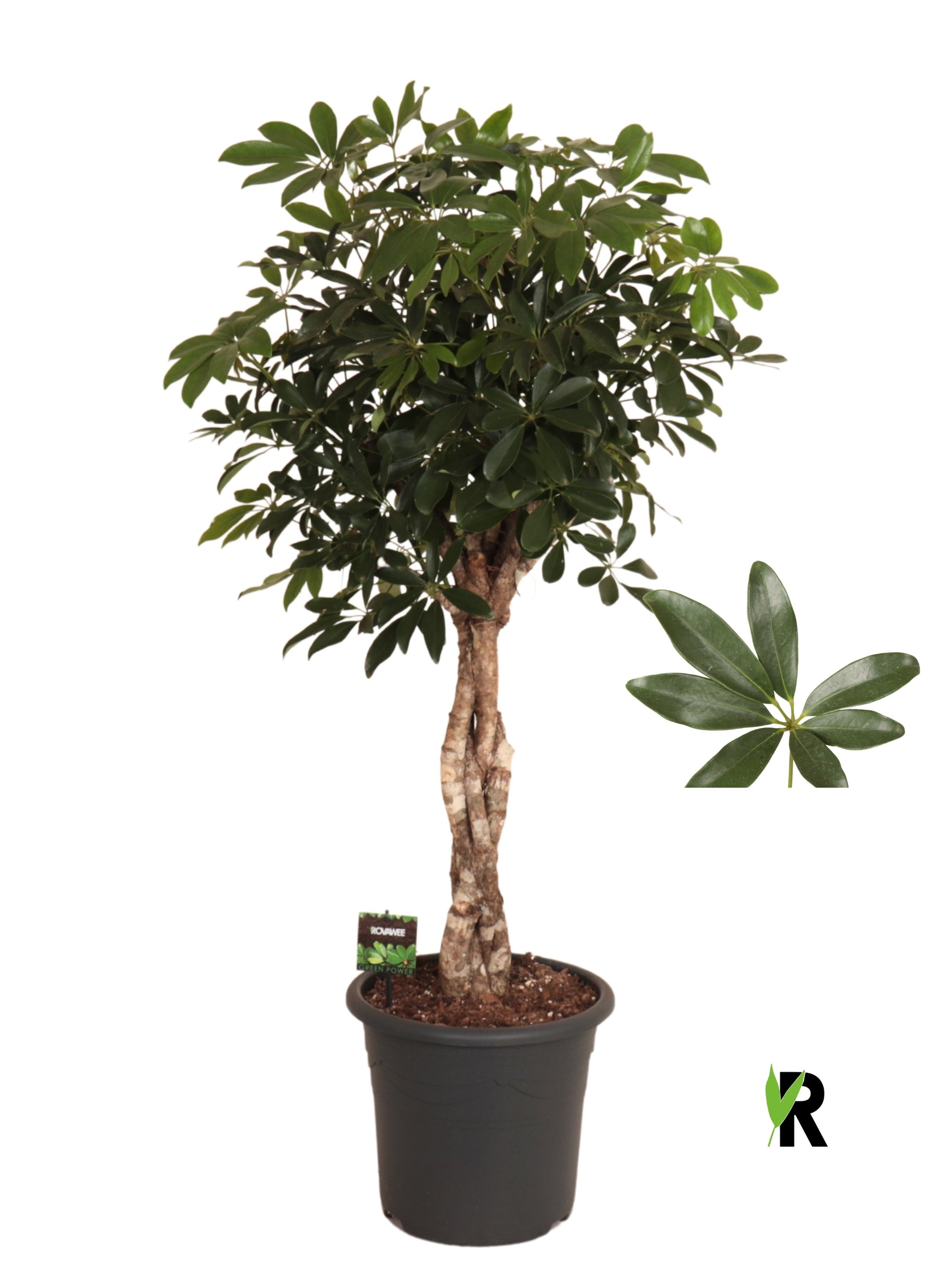 Schefflera Compacta 135cm 32cm Pot