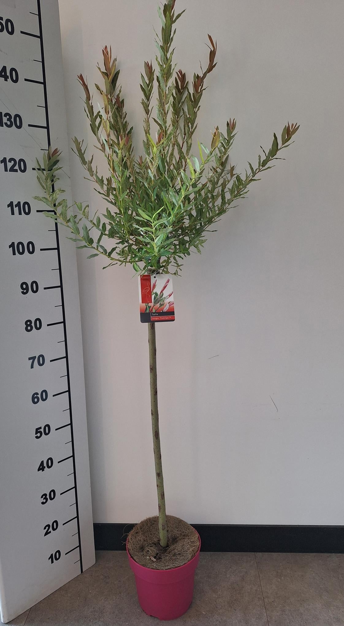 Salix integra Flamingo 130cm 21cm Pot
