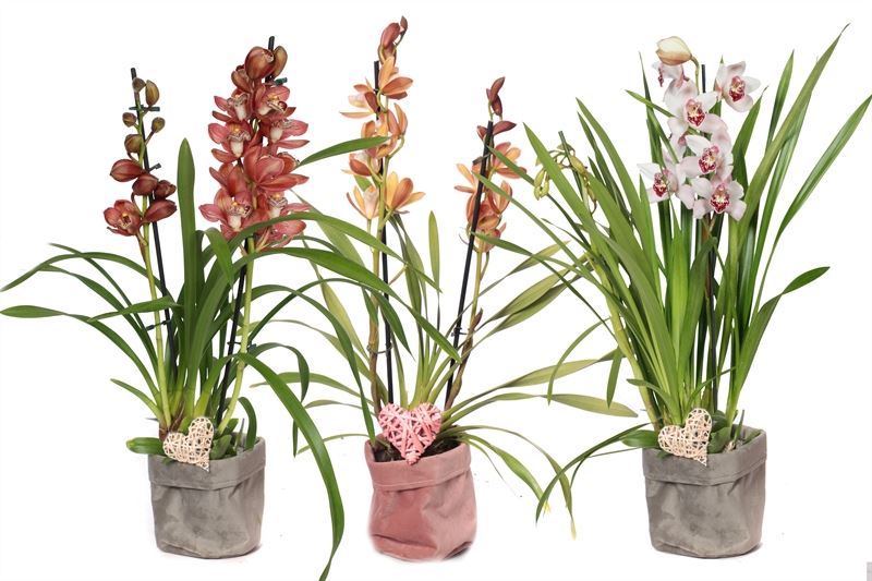 Cymbidium mix 55cm 12cm Pot