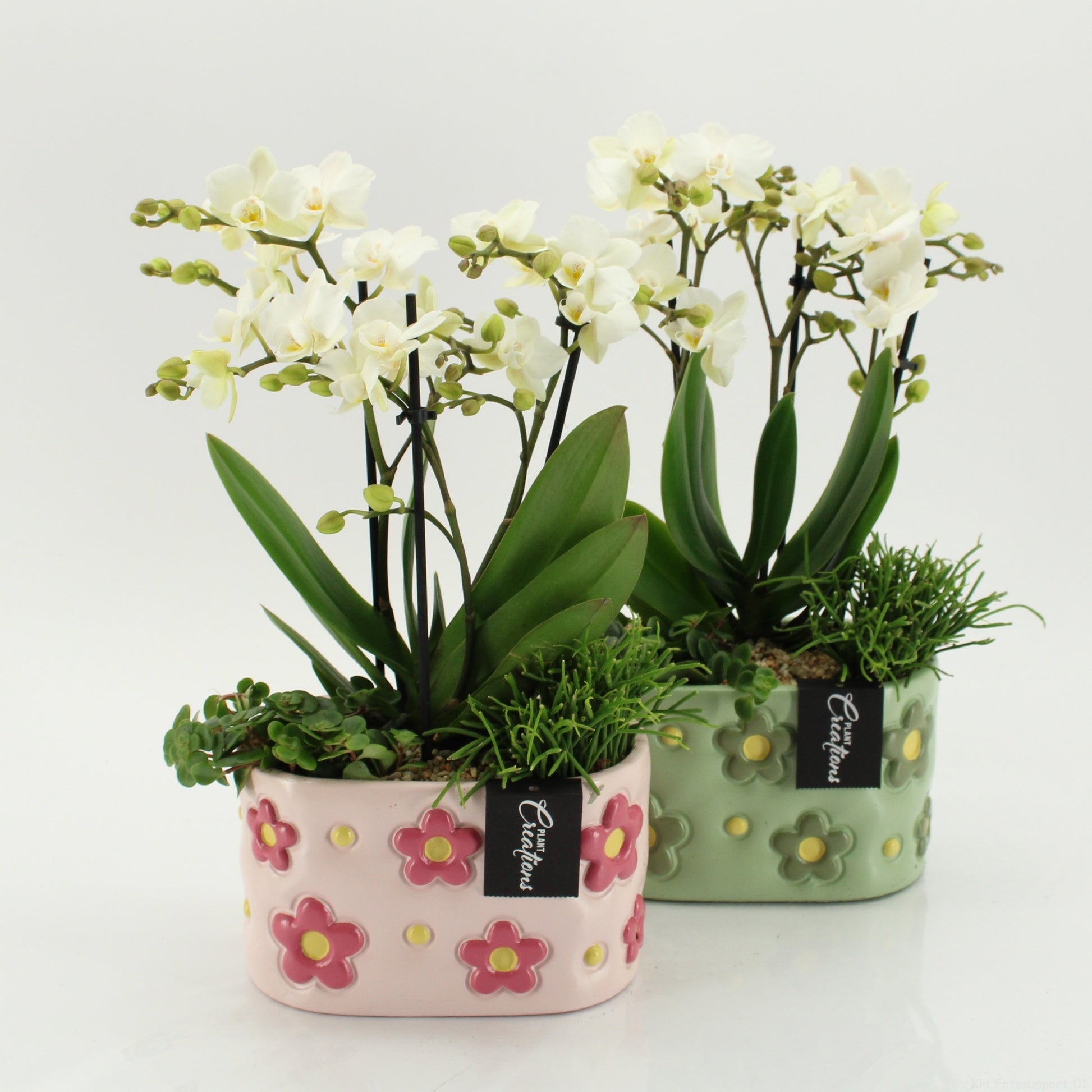 PHAL-2643W Phalaenopsis creatie 45cm 18cm Pot