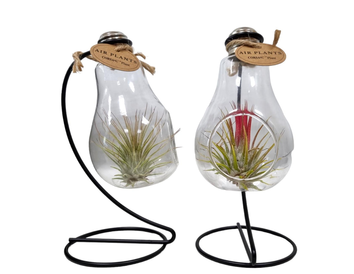 Tillandsia cyanea 20cm 9cm Pot