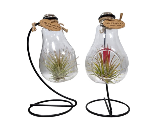 Tillandsia cyanea 20cm 9cm Pot