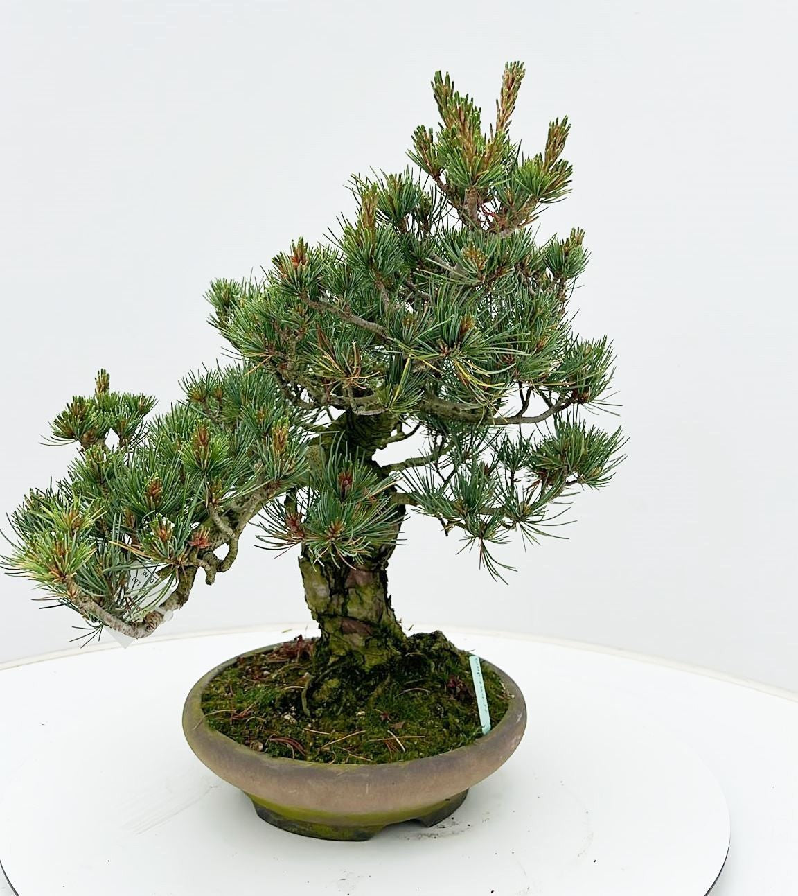 Pinus parviflora 45cm 24cm Pot