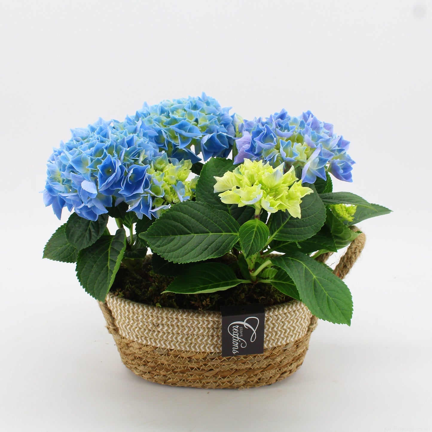 KHCR-2610B Hydrangea creations 30cm 24cm Pot