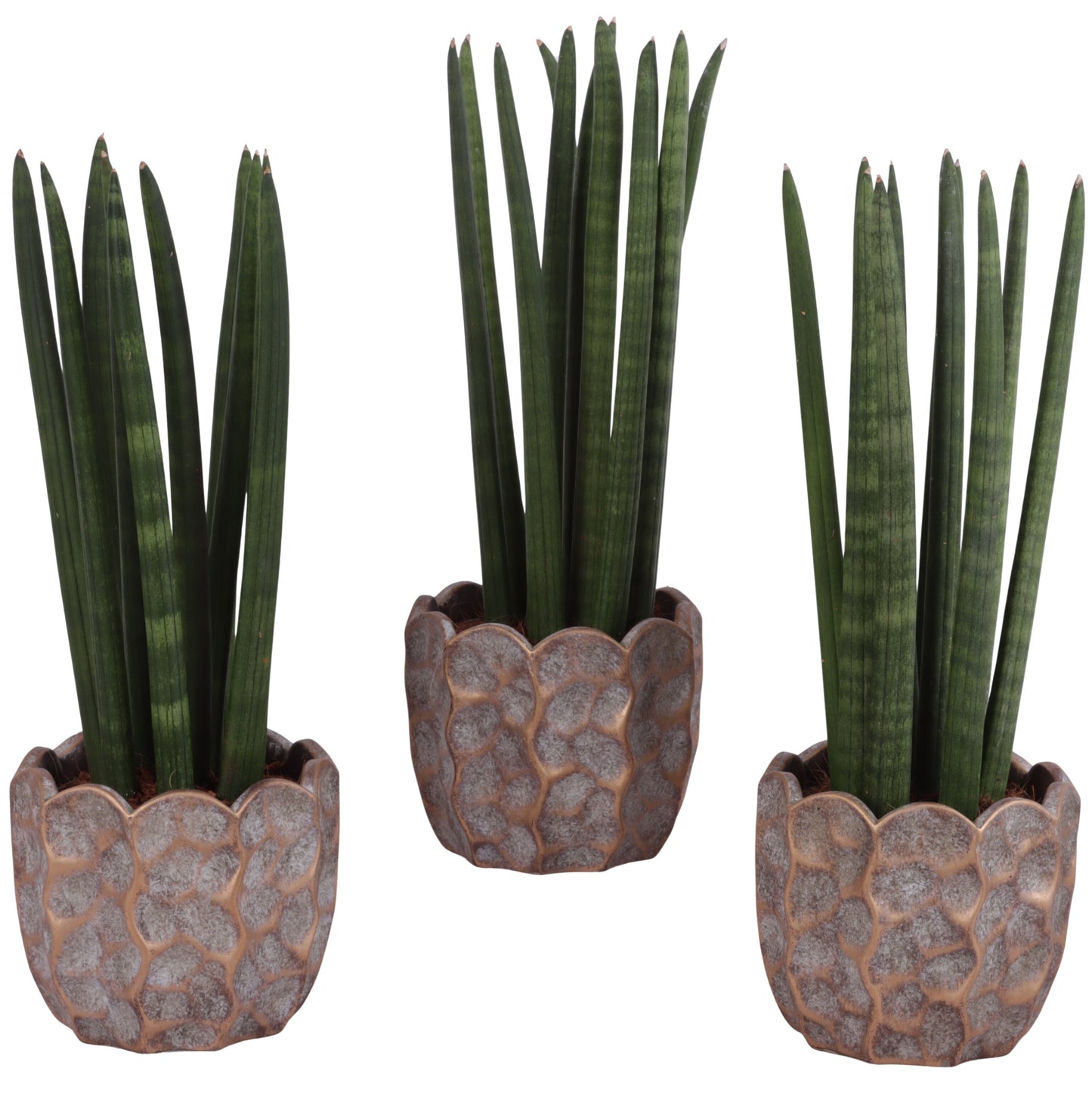 Sansevieria cylindrica 35cm 15cm Pot