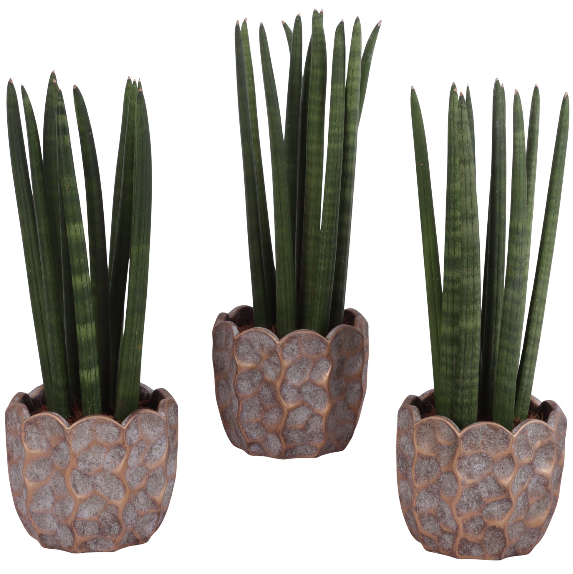 Sansevieria cylindrica 35cm 15cm Pot