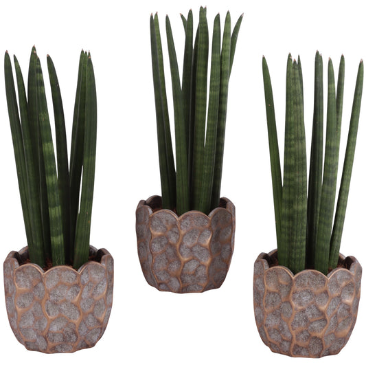 Sansevieria cylindrica 35cm 15cm Pot