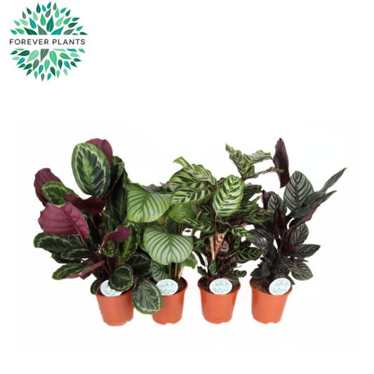Calathea mix 70cm 21cm Pot