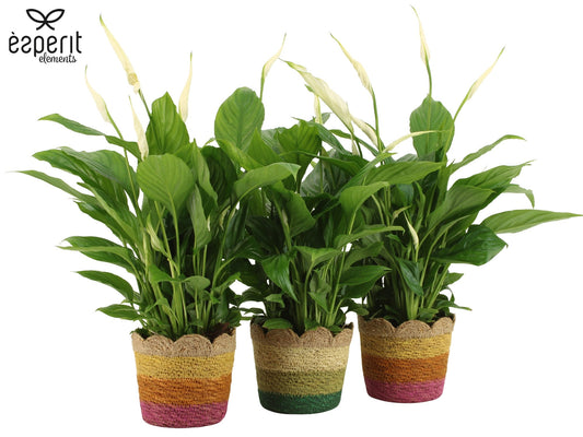 Spathiphyllum Torelli 45cm 12cm Pot