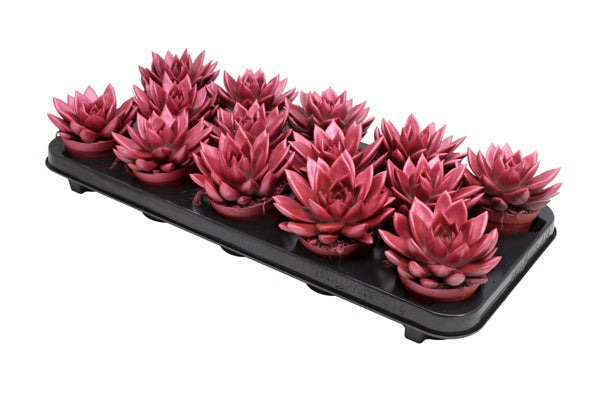 Echeveria colored Metallic red 11cm Special Pot (508)