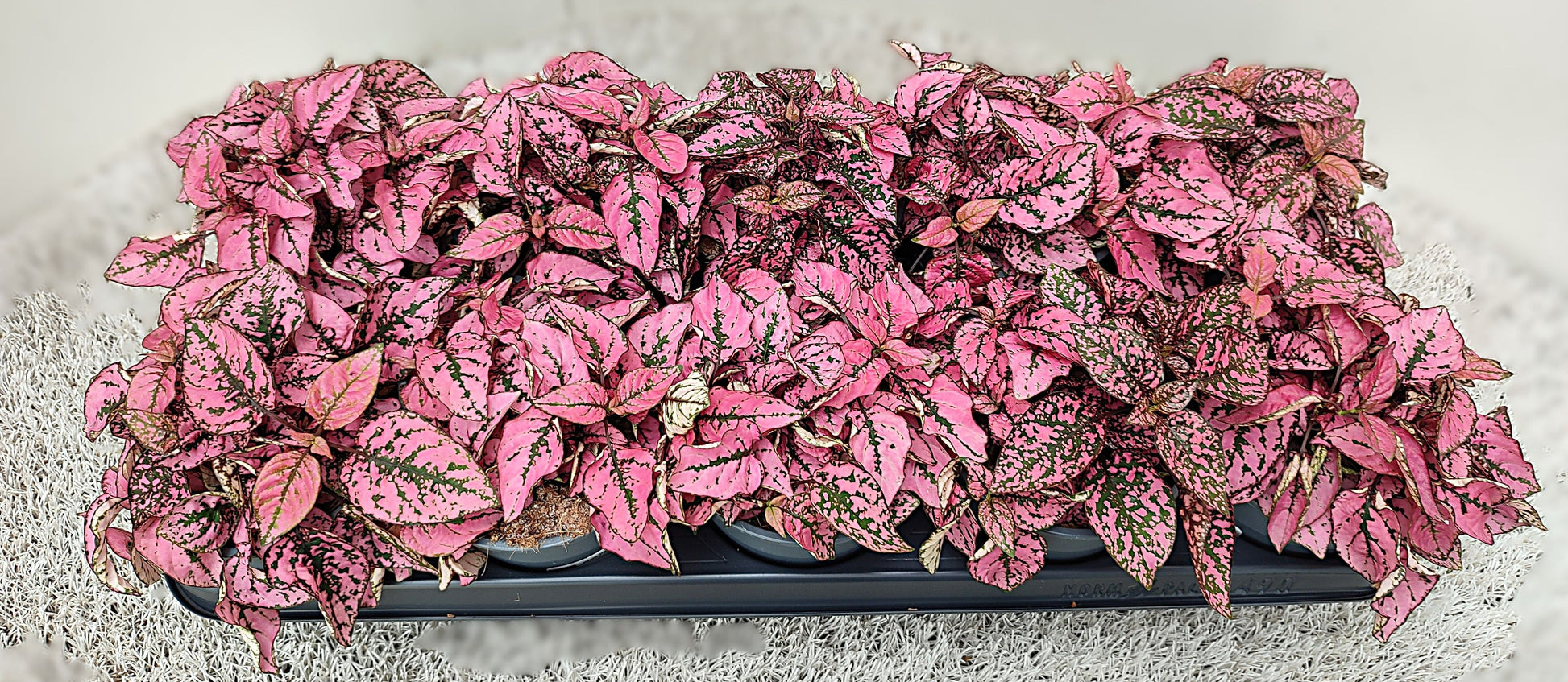 Hypoestes pink 15cm 12cm Pot