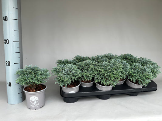 Chamaecyparis pis. Minta 17cm 11cm Pot