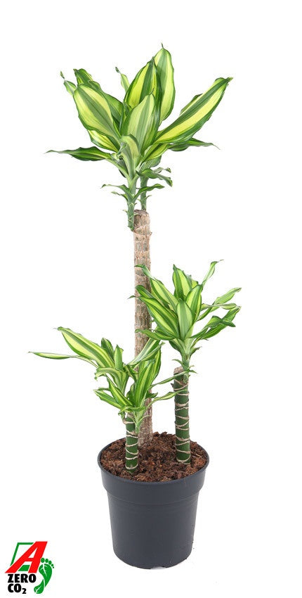 Dracaena frag. Deremensis 100cm 21cm Pot