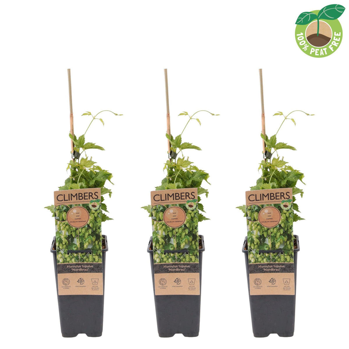 Streng Growers B.V. Humulus lupulus (hop) Pack of 10