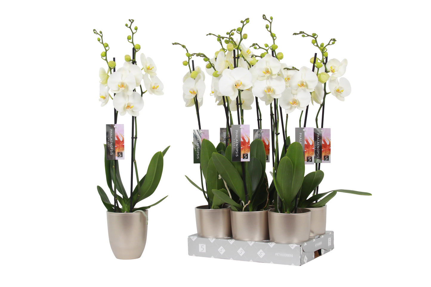 Phalaenopsis white (+ drp.ceramic) 60cm 12cm Pot