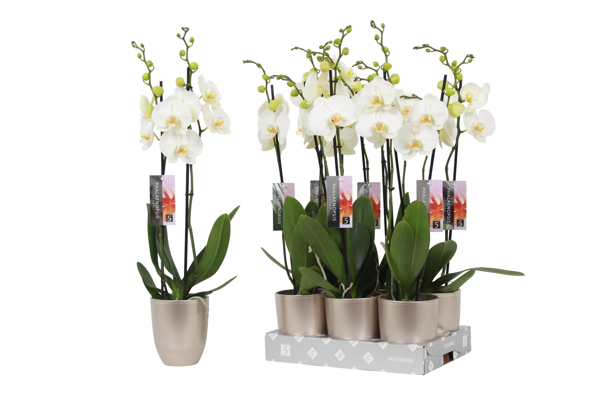 Phalaenopsis white (+ drp.ceramic) 60cm 12cm Pot