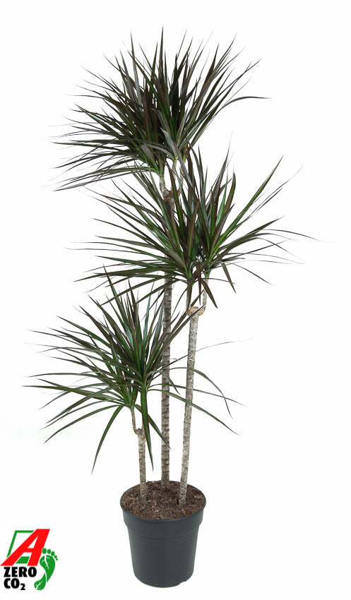 Dracaena Magenta 90-60-30 150cm 24cm Pot