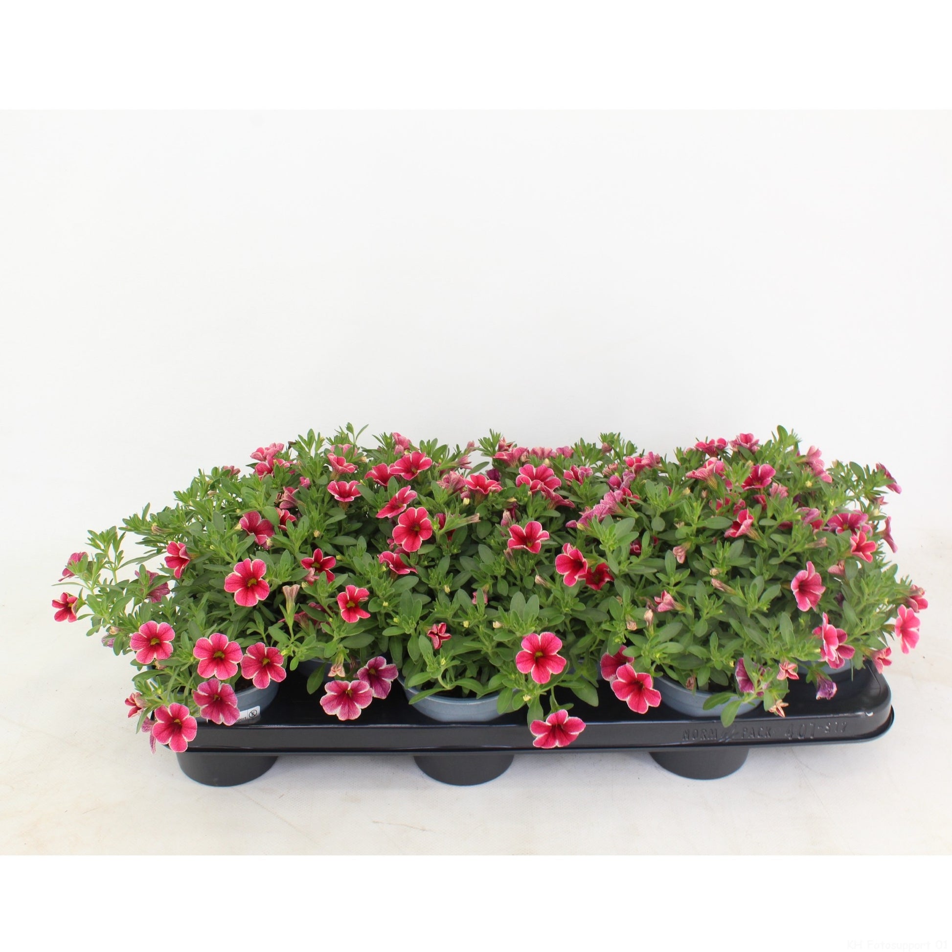 Calibrachoa Rave Cherry 20cm 510cm Pot