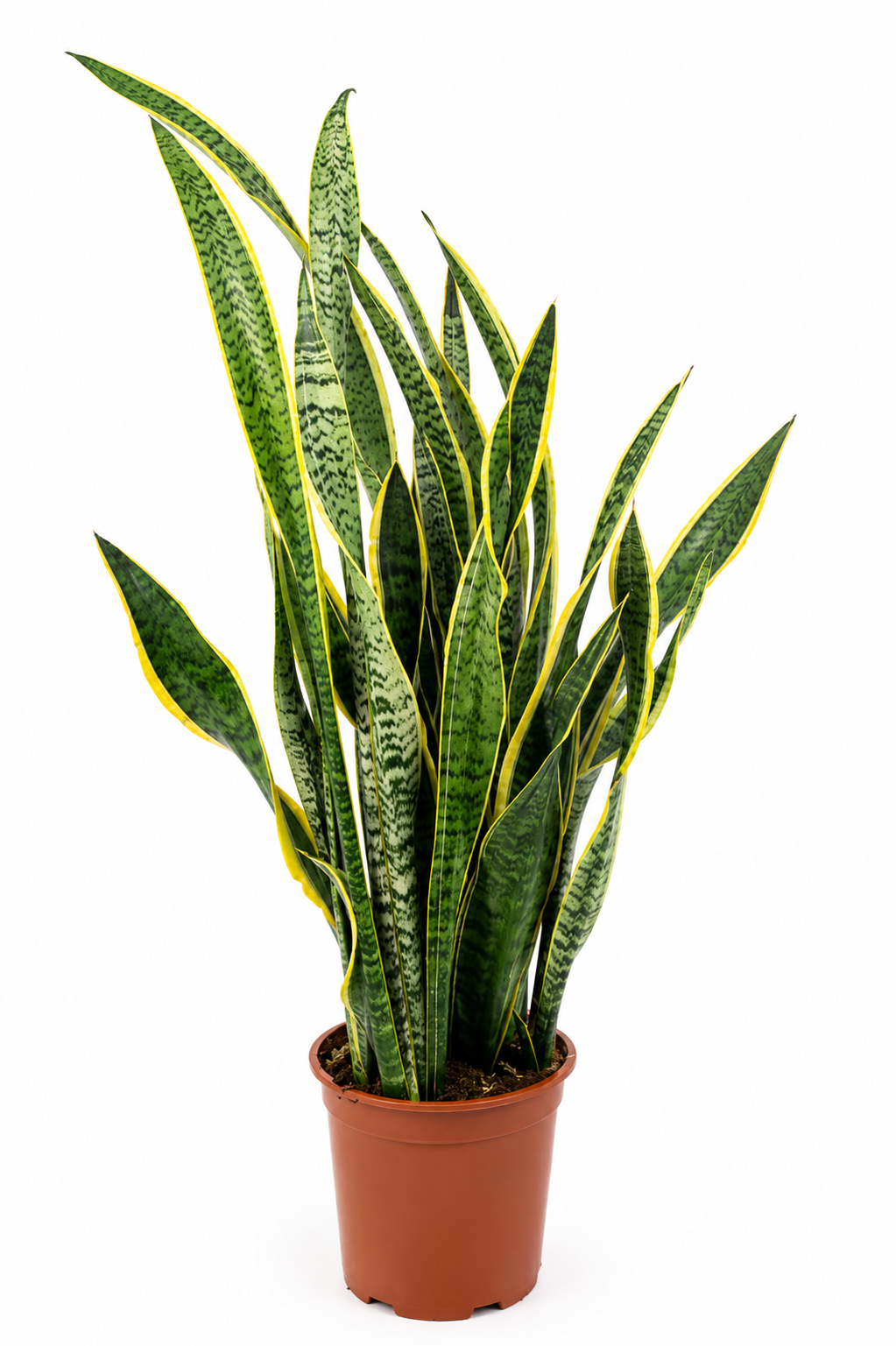 Sansevieria Laurentii 90cm 21cm Pot