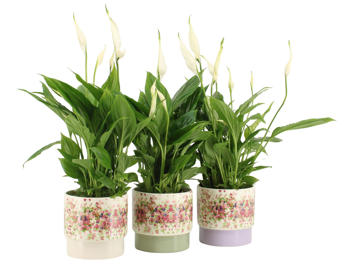 Spathiphyllum Torelli 45cm 12cm Pot