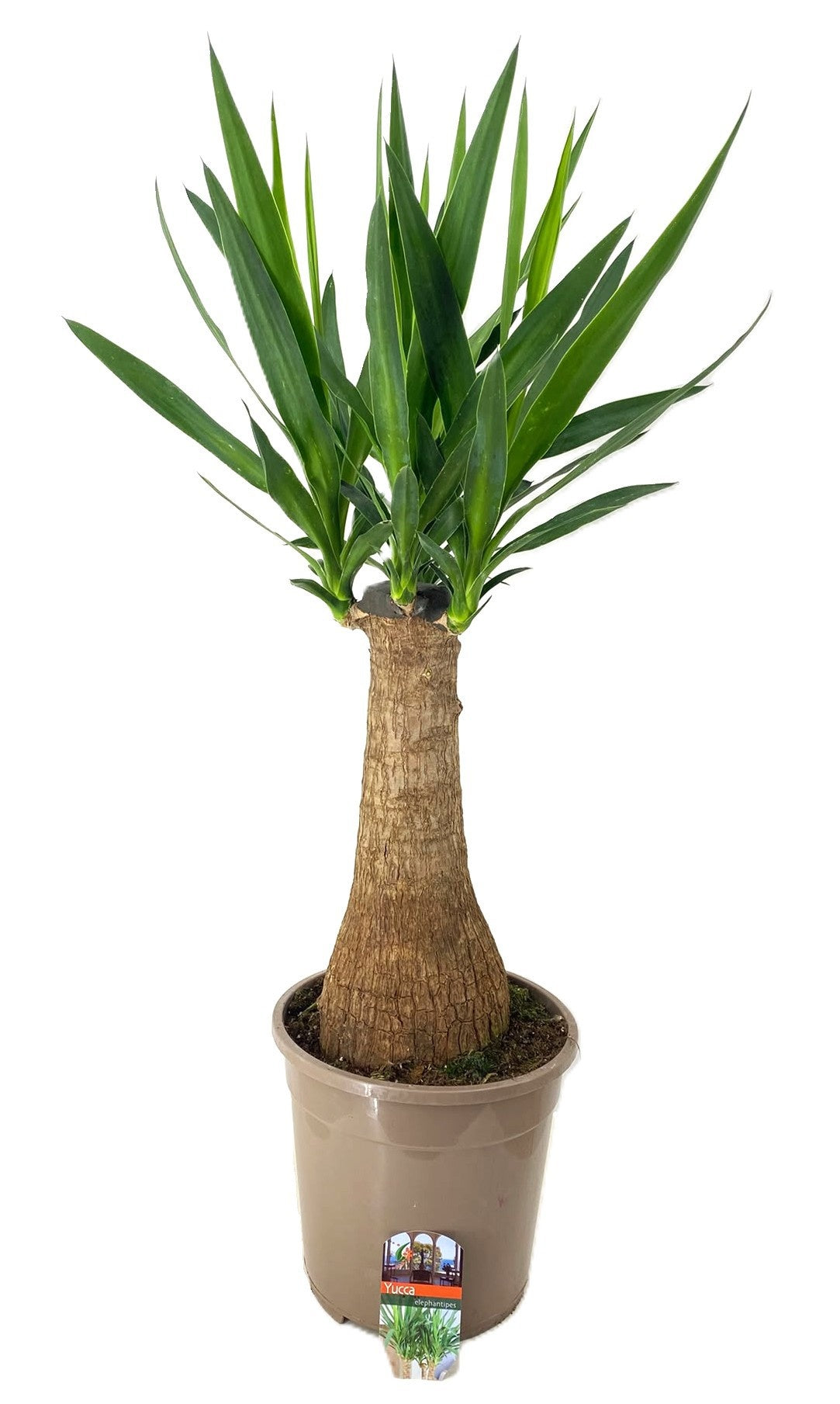 Yucca elephantipes 80cm 24cm Pot