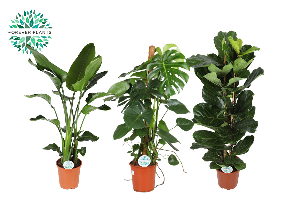 Foliage houseplants mix 130cm 27cm Pot