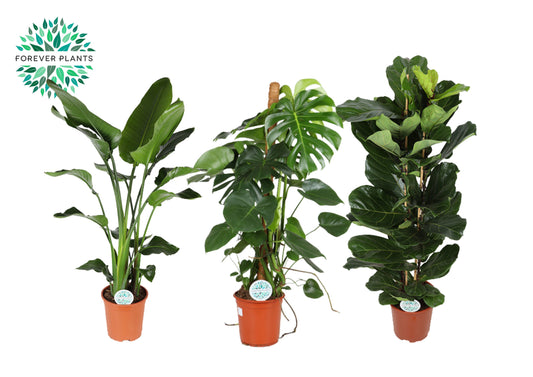 Foliage houseplants mix 130cm 27cm Pot