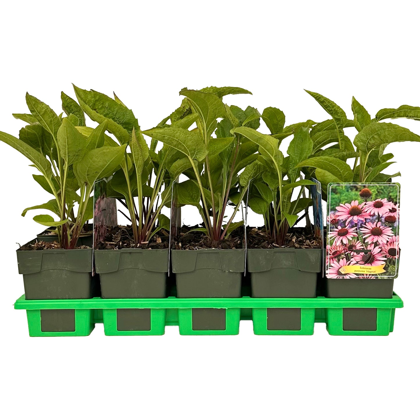 Echinacea pur. Magnus 25cm 11cm Pot