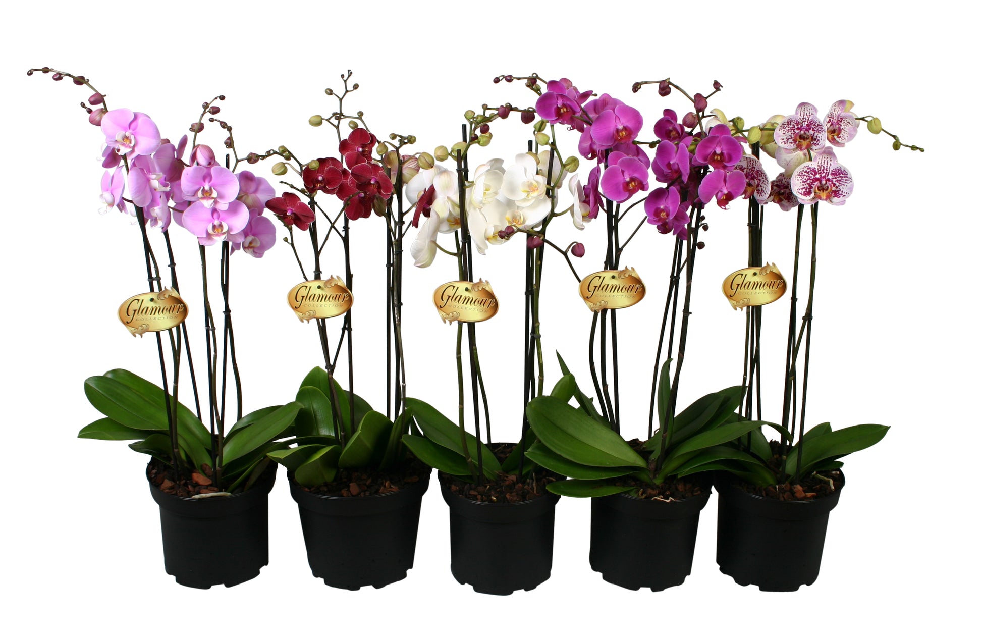 Phalaenopsis mix 4 colors 75cm 23cm Pot
