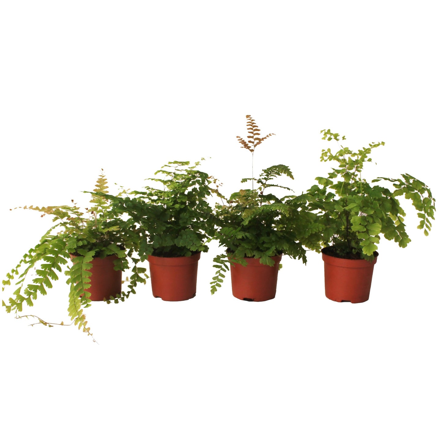 Adiantum mix 20cm 8.5cm Pot