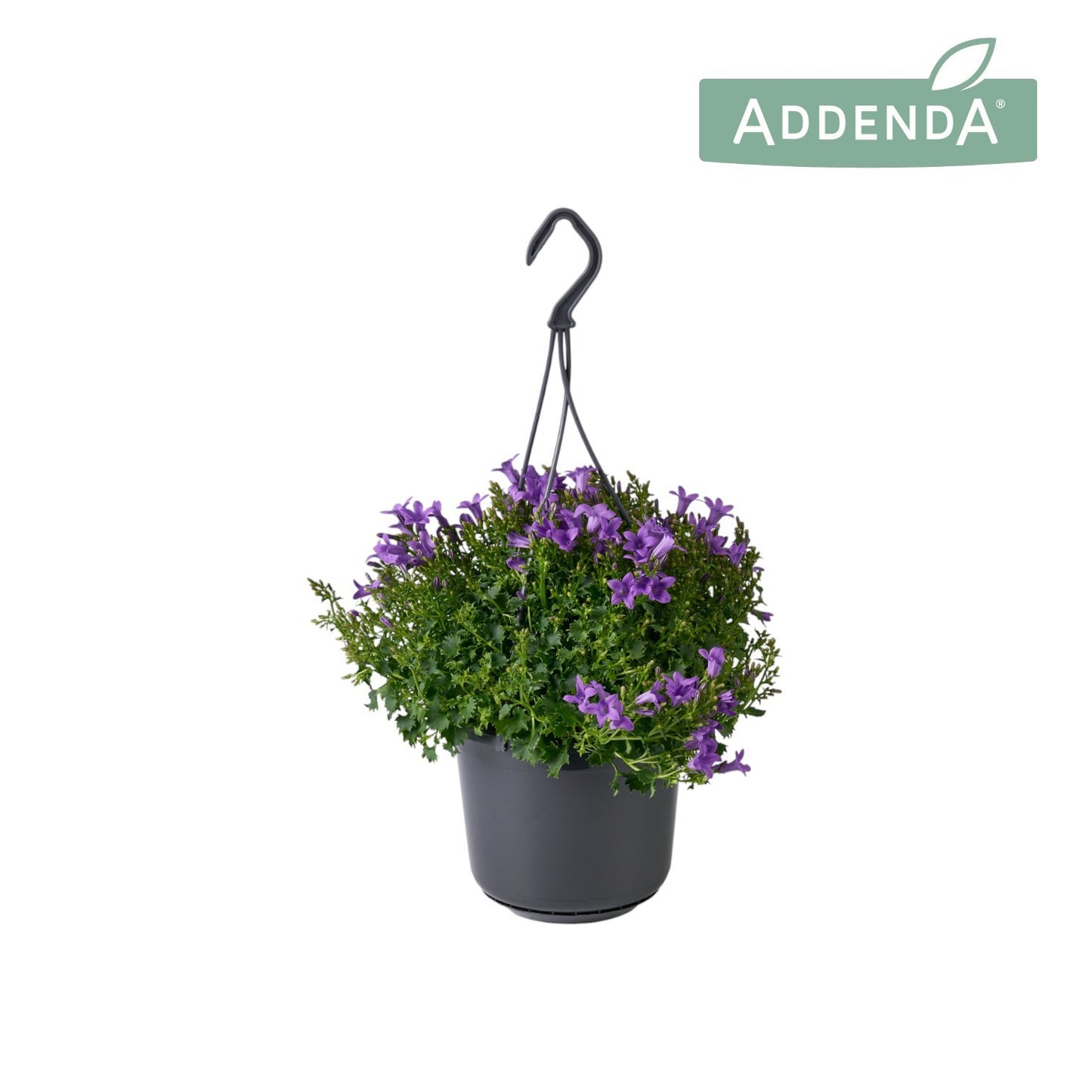 Campanula Ambella Intense purple 22cm 515cm Pot