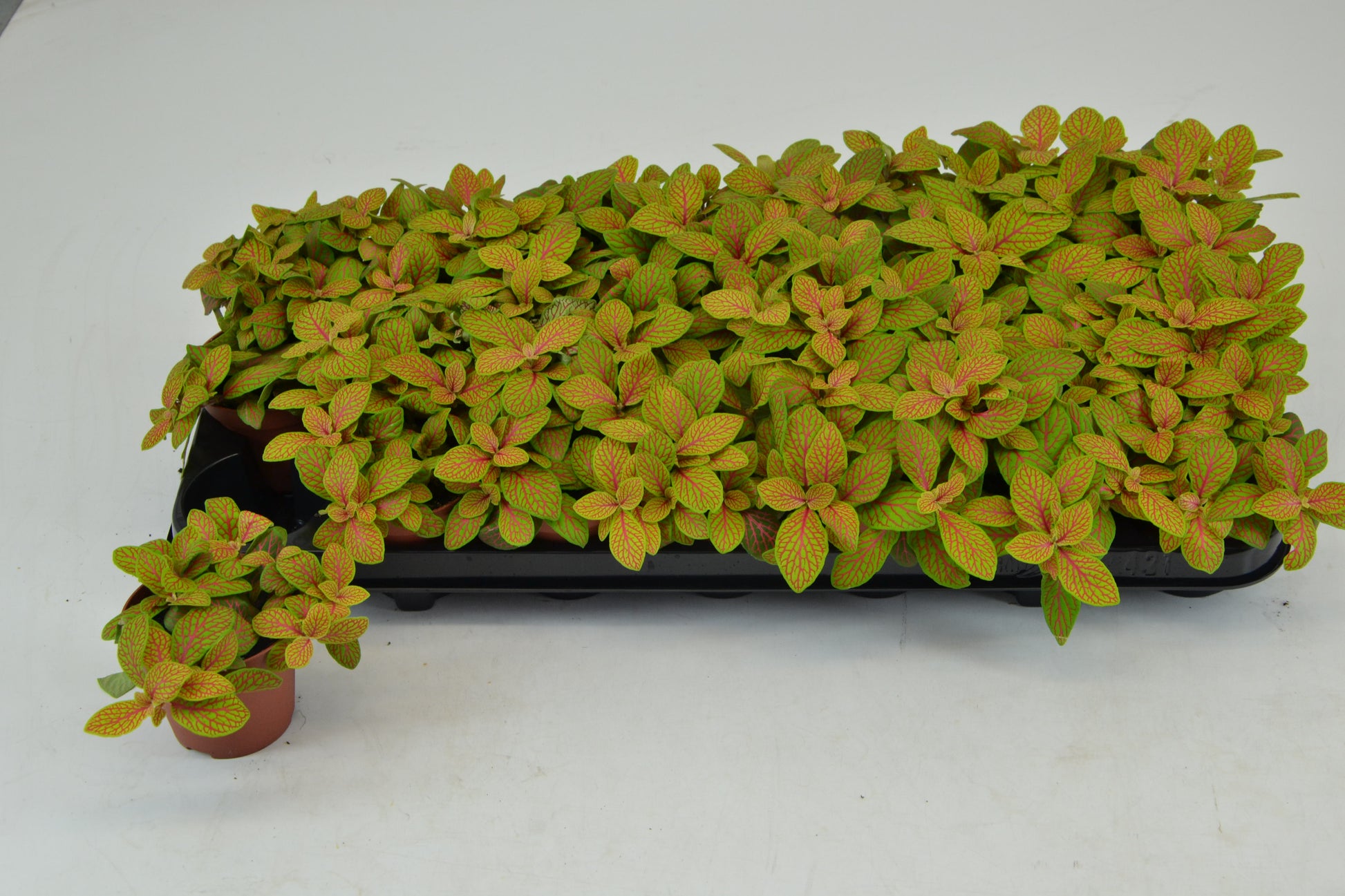 Fittonia Mosaic Skeleton 12cm Special Pot (508)