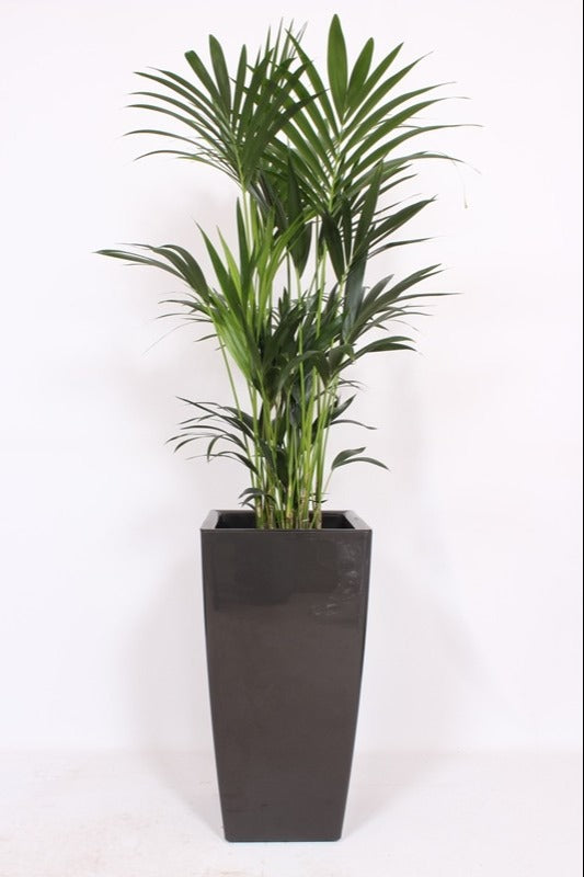 Howea forsteriana 200cm 40cm Pot