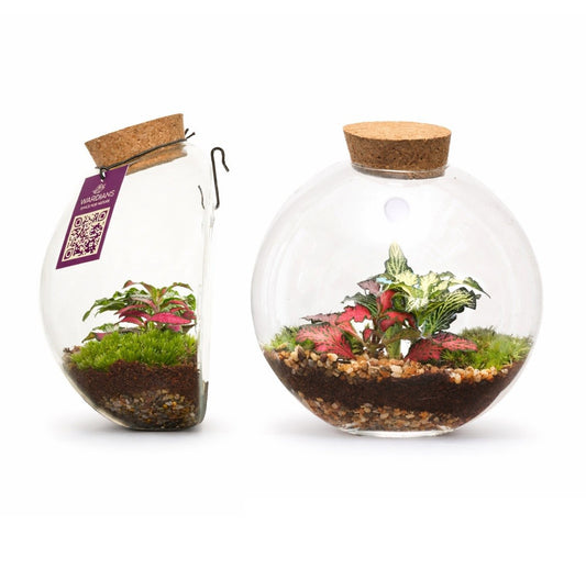 Wardians Terrarium - Juno 15cm 12cm Pot