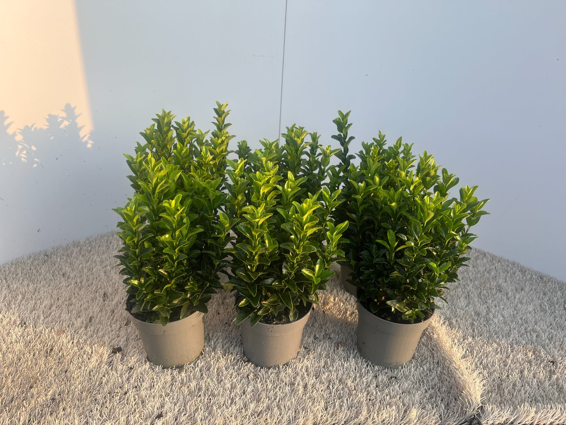 Vandaflowers BVBA Euonymus Green Rocket Pack of 18