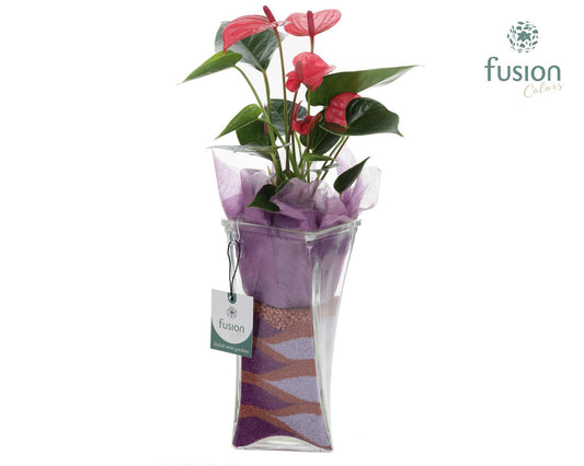 Glas Twistervaas met Anthurium 43cm 10cm Pot