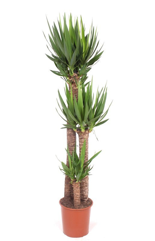 Yucca branched 160cm 30cm Pot