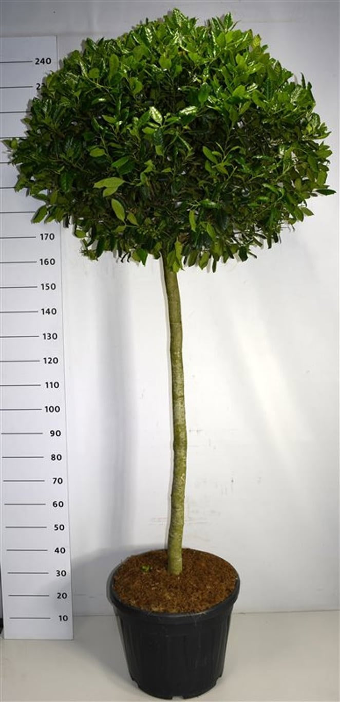 Ilex mix 230cm 51cm Pot