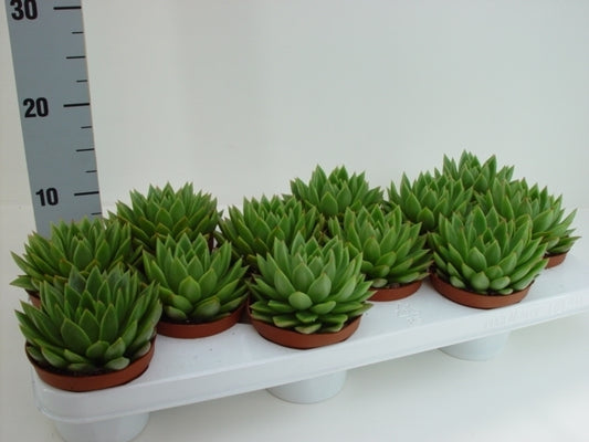 Echeveria agavoides 12cm 11cm Pot
