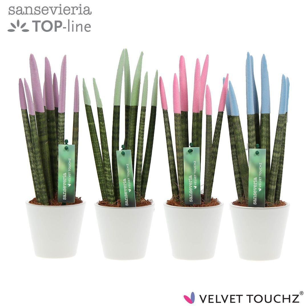 Sansevieria cylindrica 32cm 8.5cm Pot