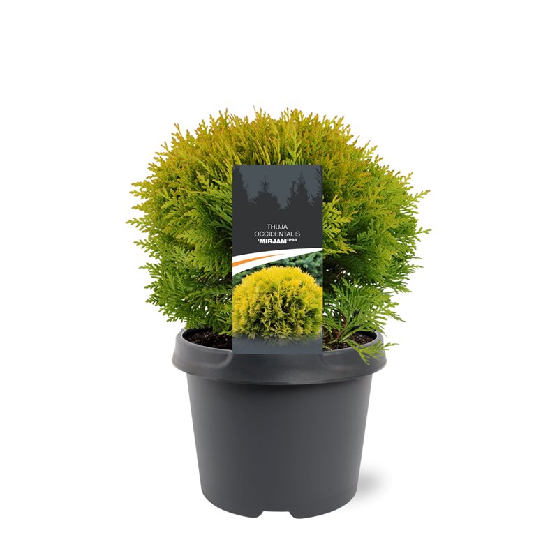 Thuja occidentalis Mirjam 30cm 19cm Pot