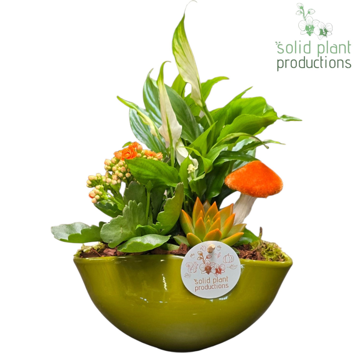 SE005 Evelyn Green Orange Echeveria 35cm 22cm Pot