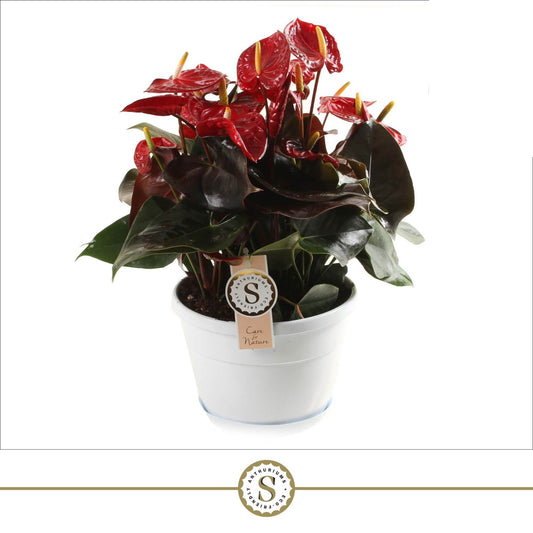 Anthurium Coral Champion 45cm 20cm Pot